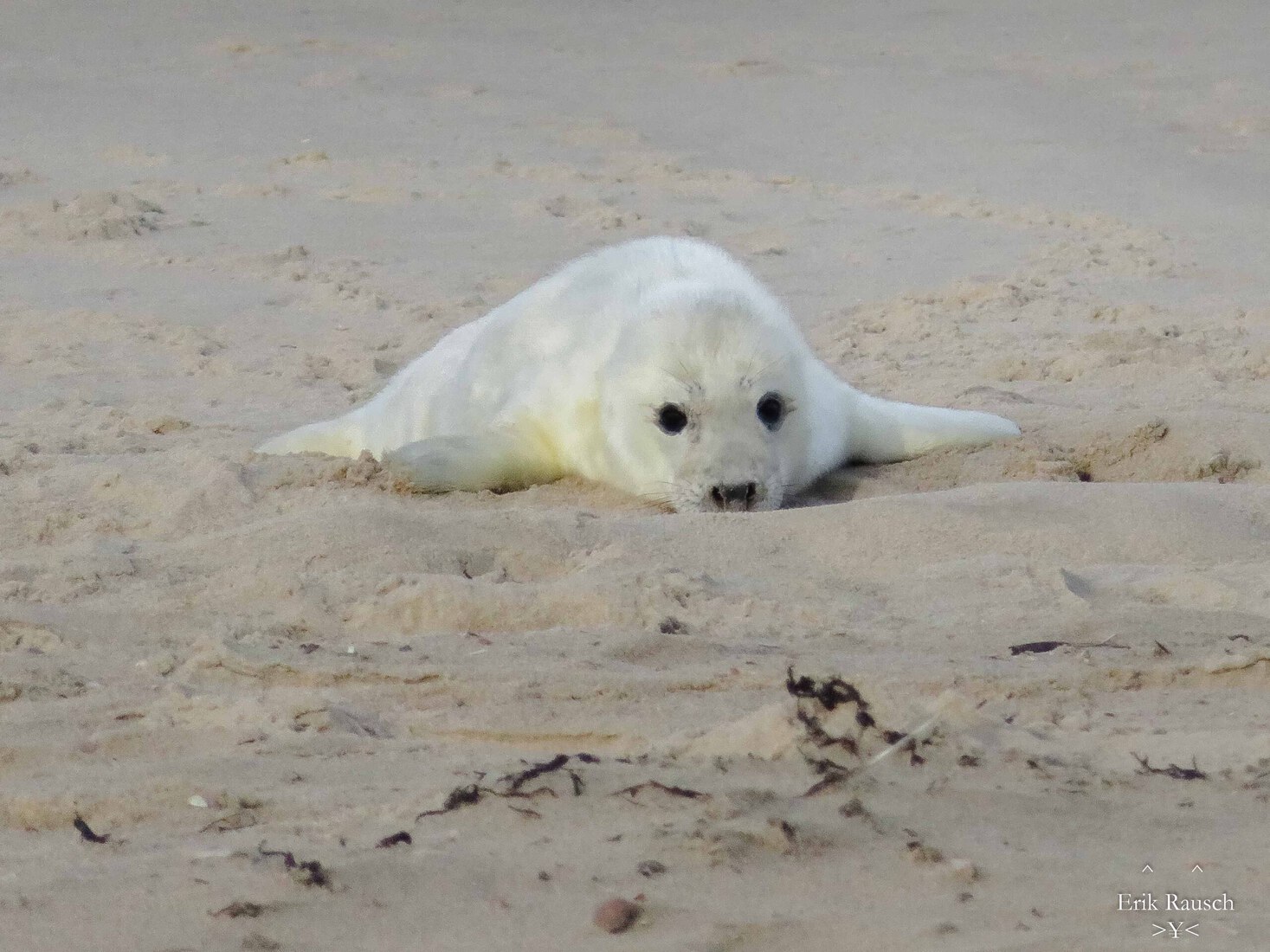 Baby zeehondje