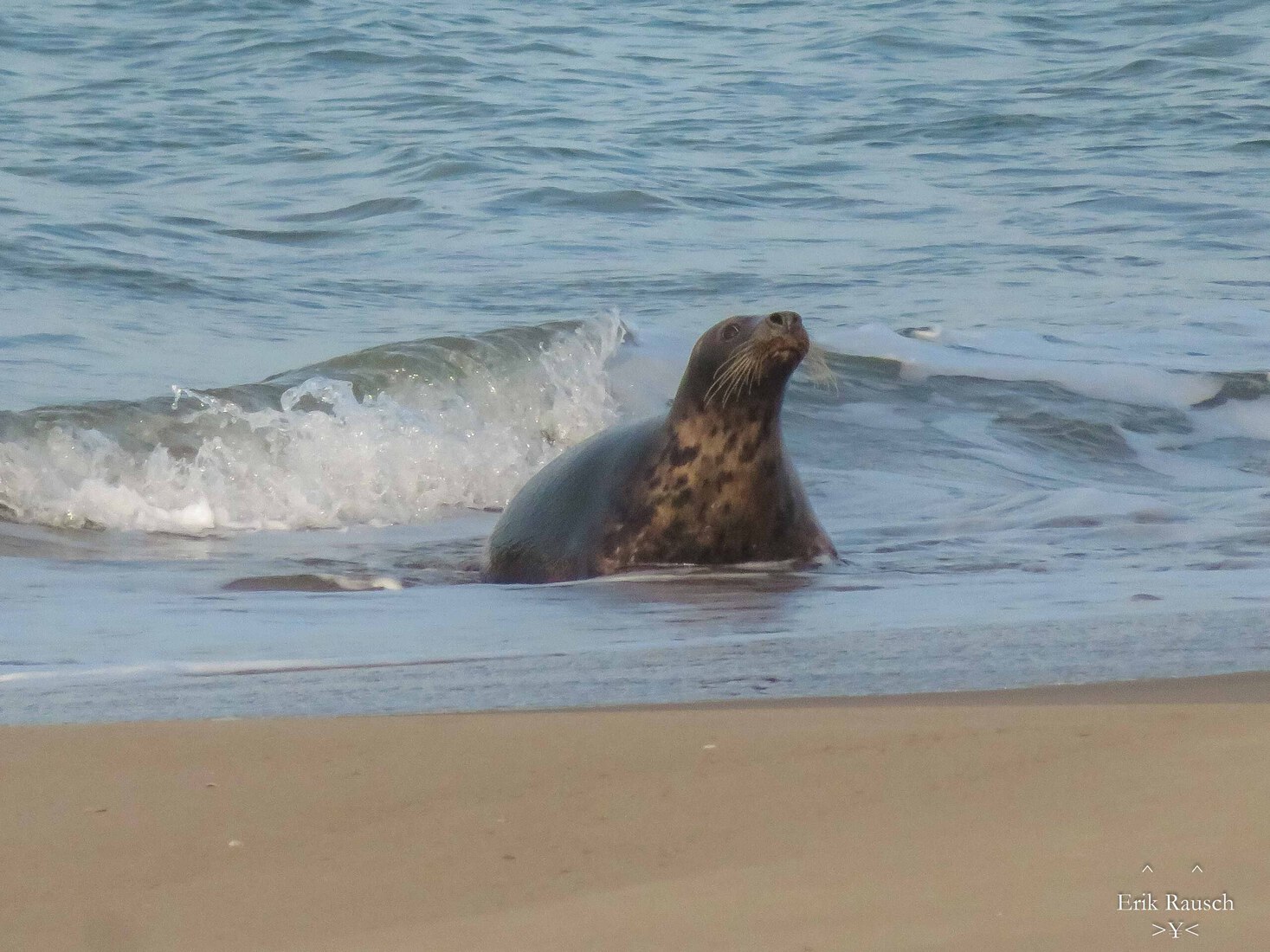 Zeehond in de branding