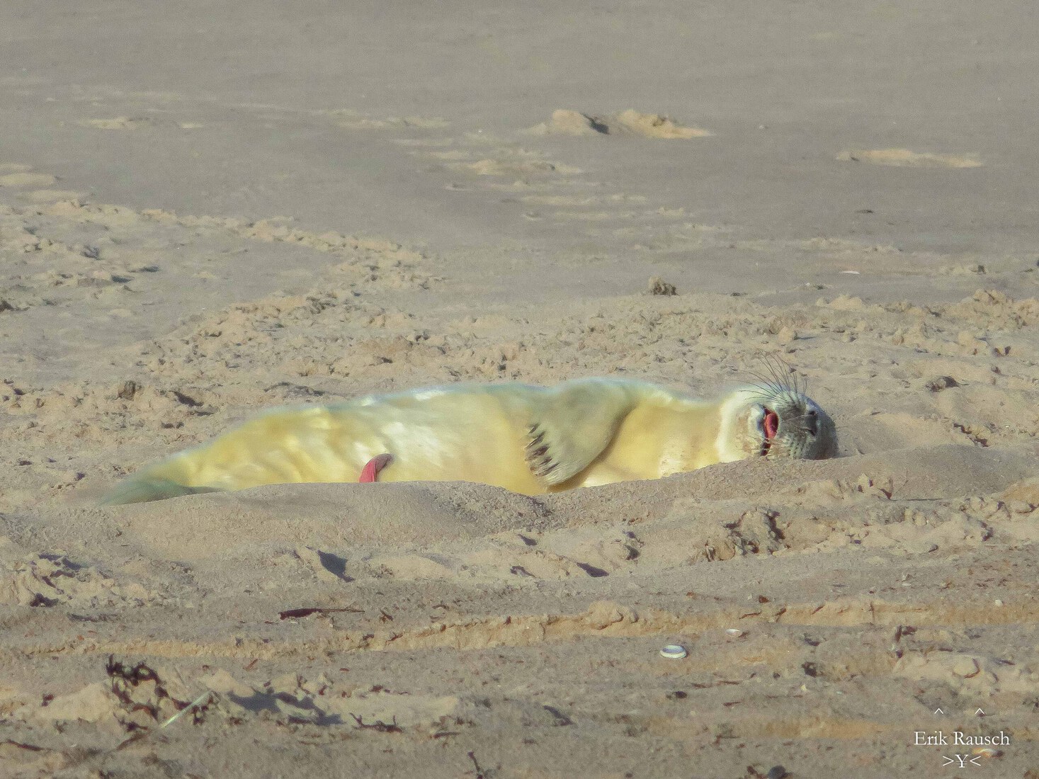 Baby zeehond in het zonnetje