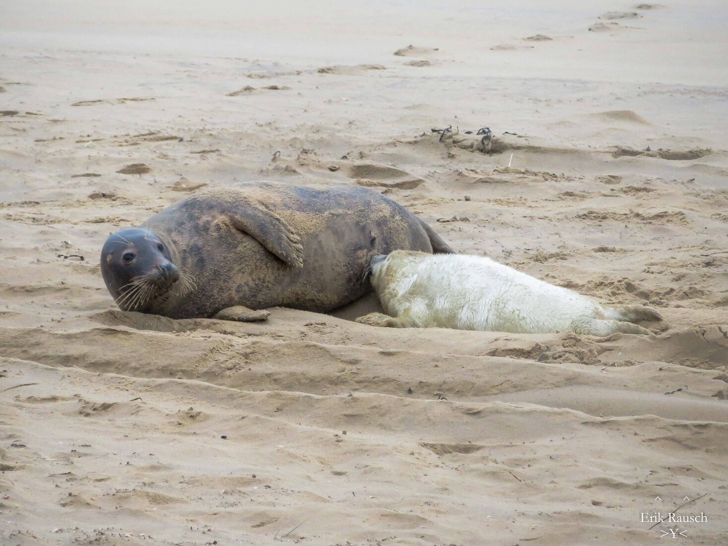 Voedende zeehond