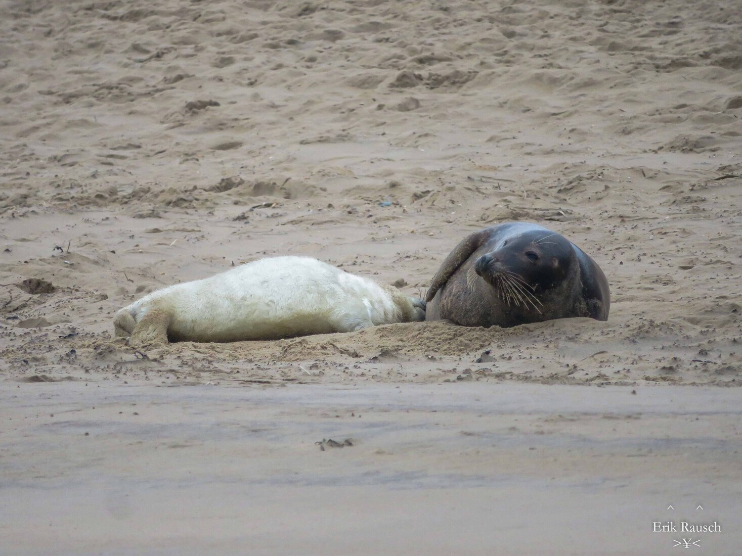 Grijze zeehond met drinkende baby
