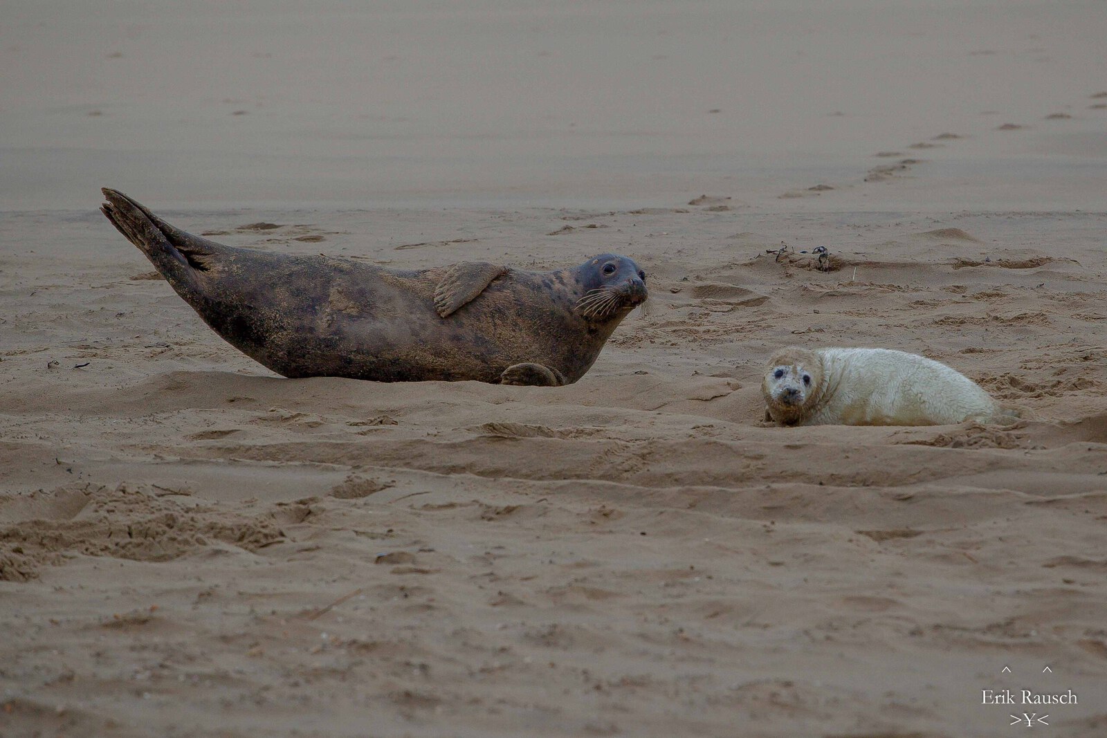 Grijze zeehond met huiler