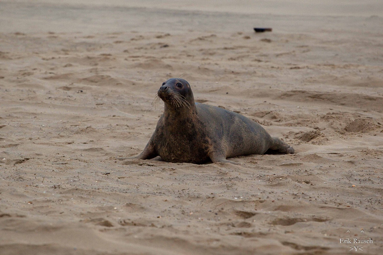 Grijze zeehond
