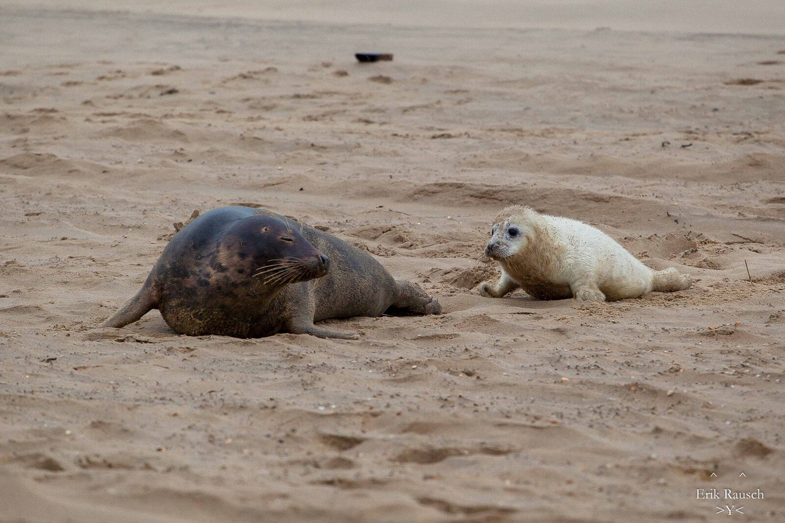 Grijze zeehond met pup