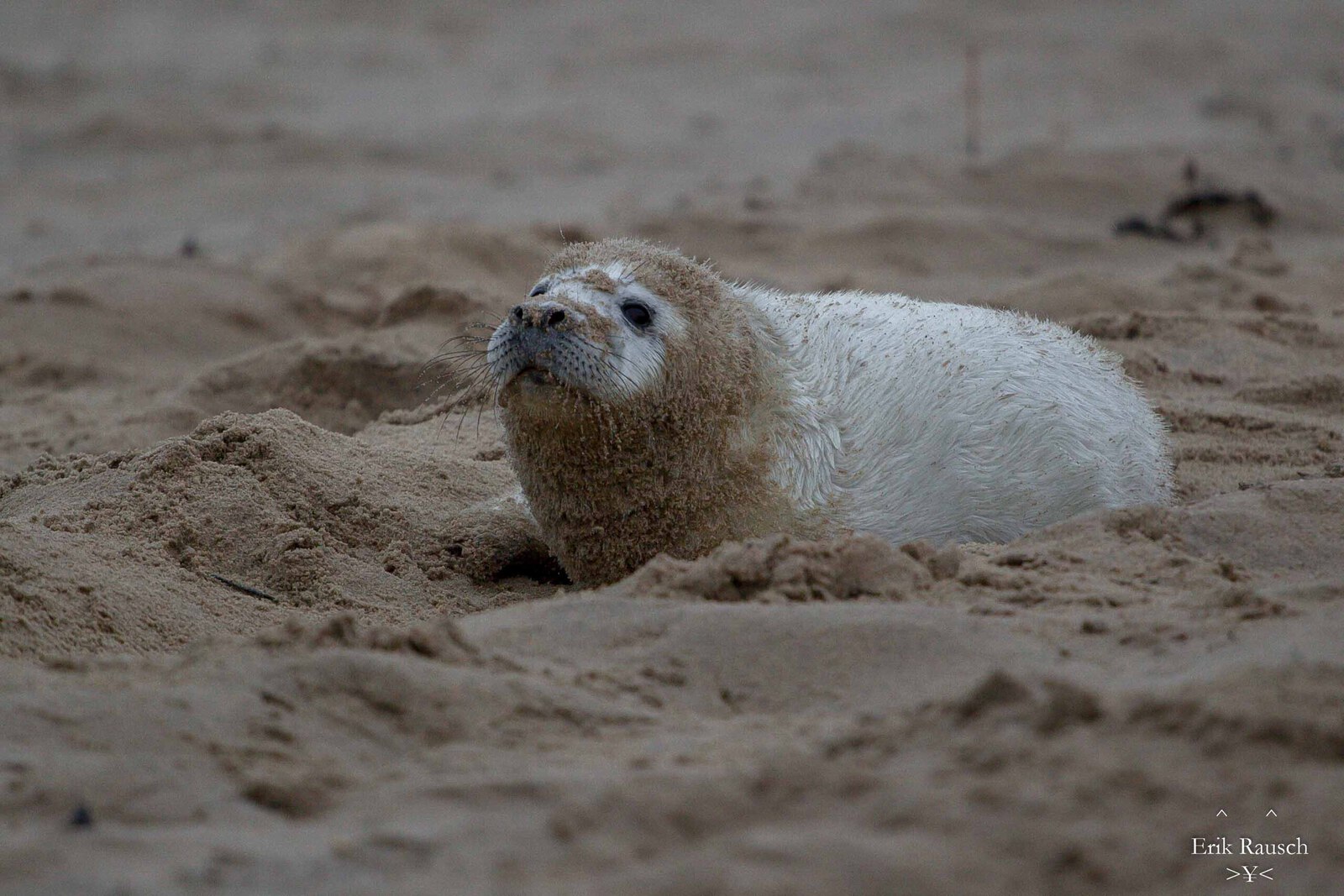 Lekker door het zand rollen