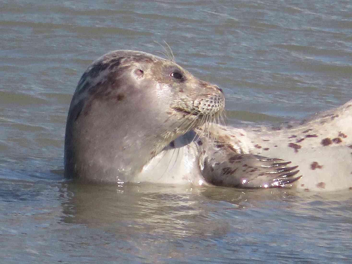 Zeehond in het zonnetje