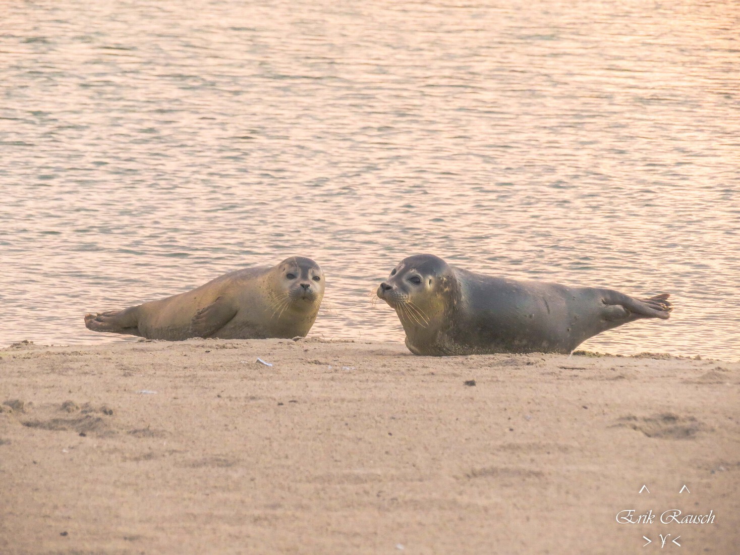 Zeehonden genieten van het opkomende zonnetje