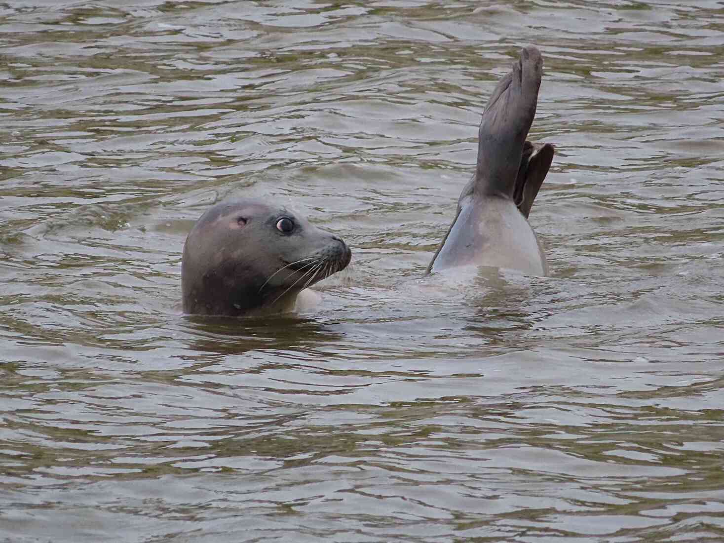 Kattuks zeehondje