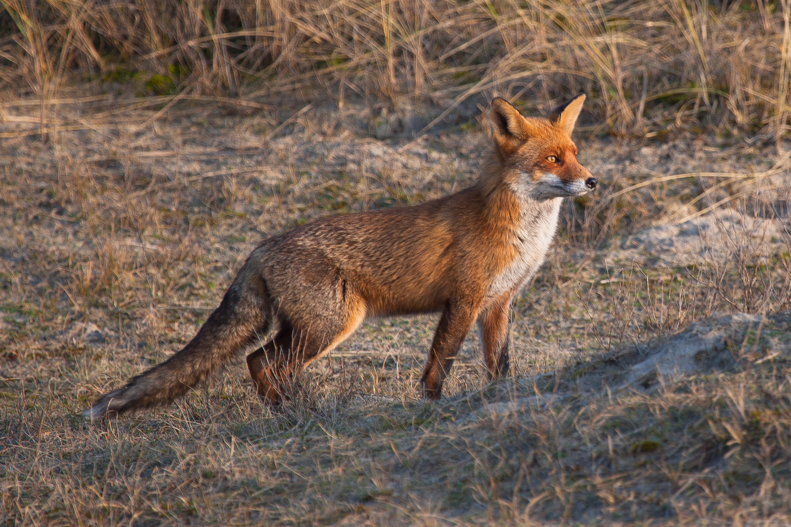 In de zonnige duinen