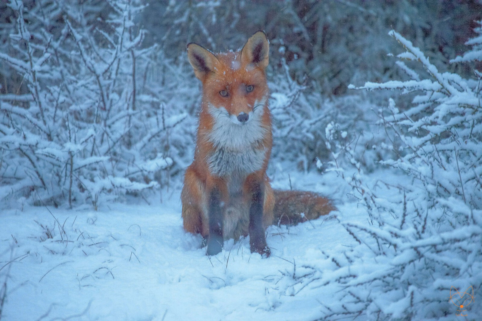 Vos in de sneeuw