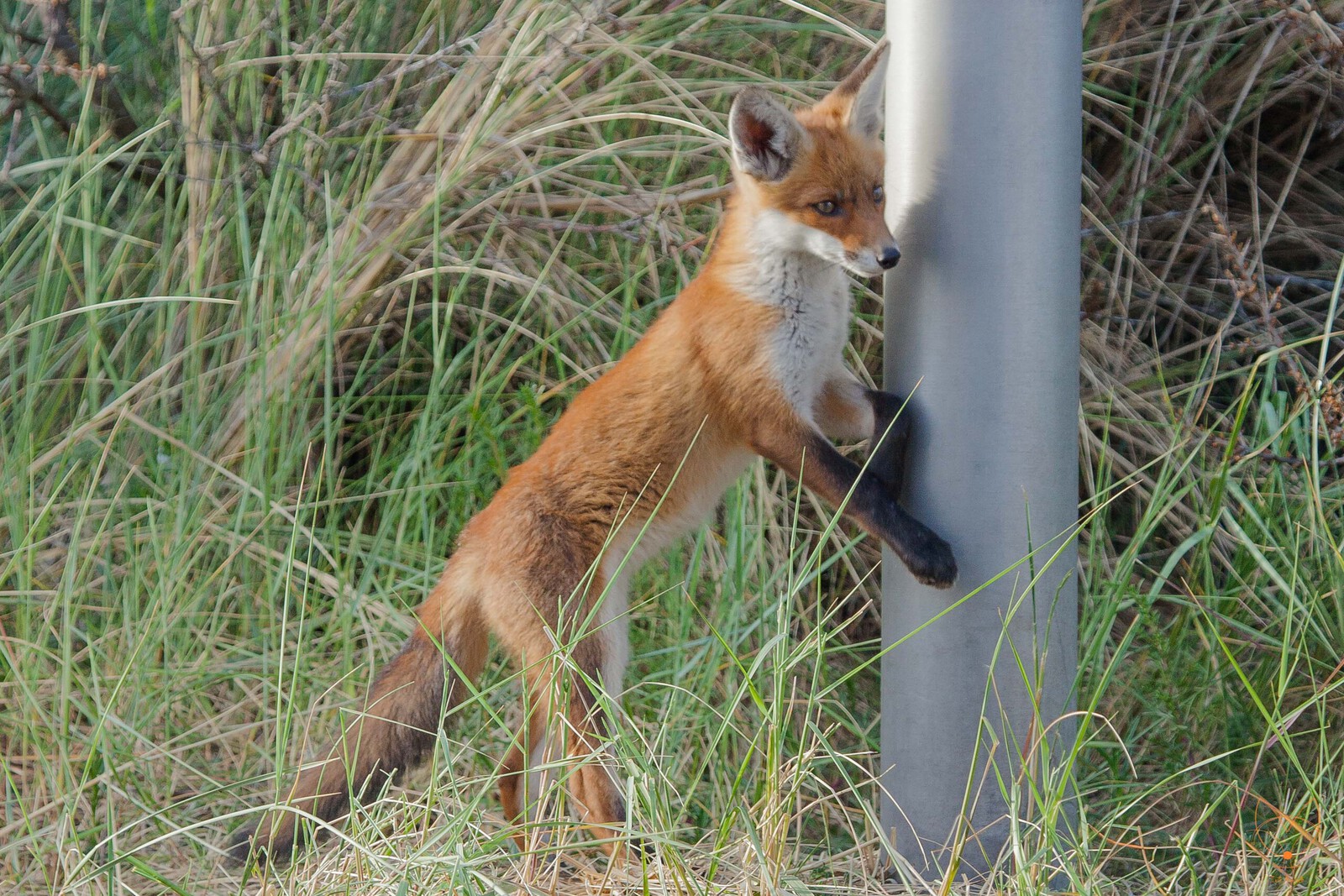 pole dance