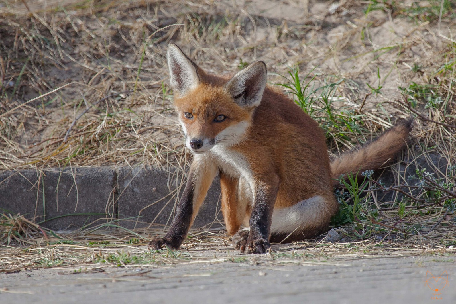 itch