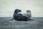Zeehonden op het Scheveningse strand, twee gewone en een grijze zeehond