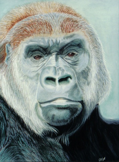 Gorilla