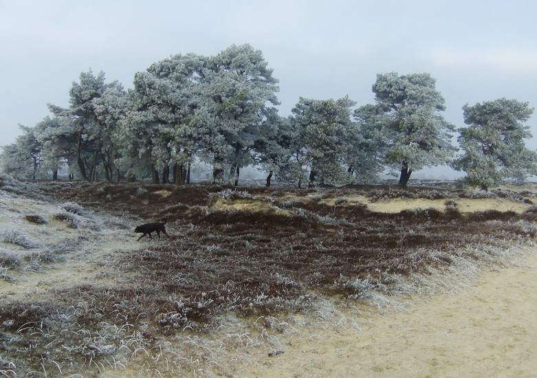 Winter in Drenthe 15