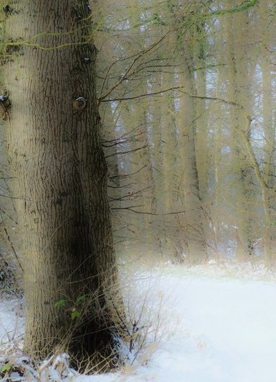 Winter in Drenthe 8