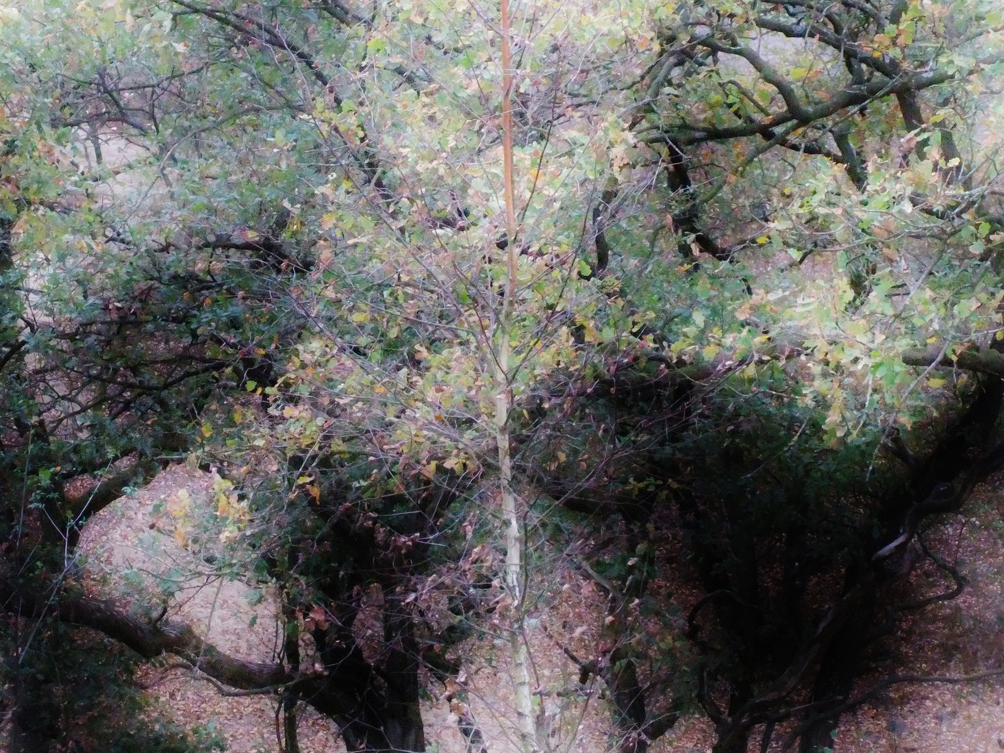 Herfst in Limburg 14