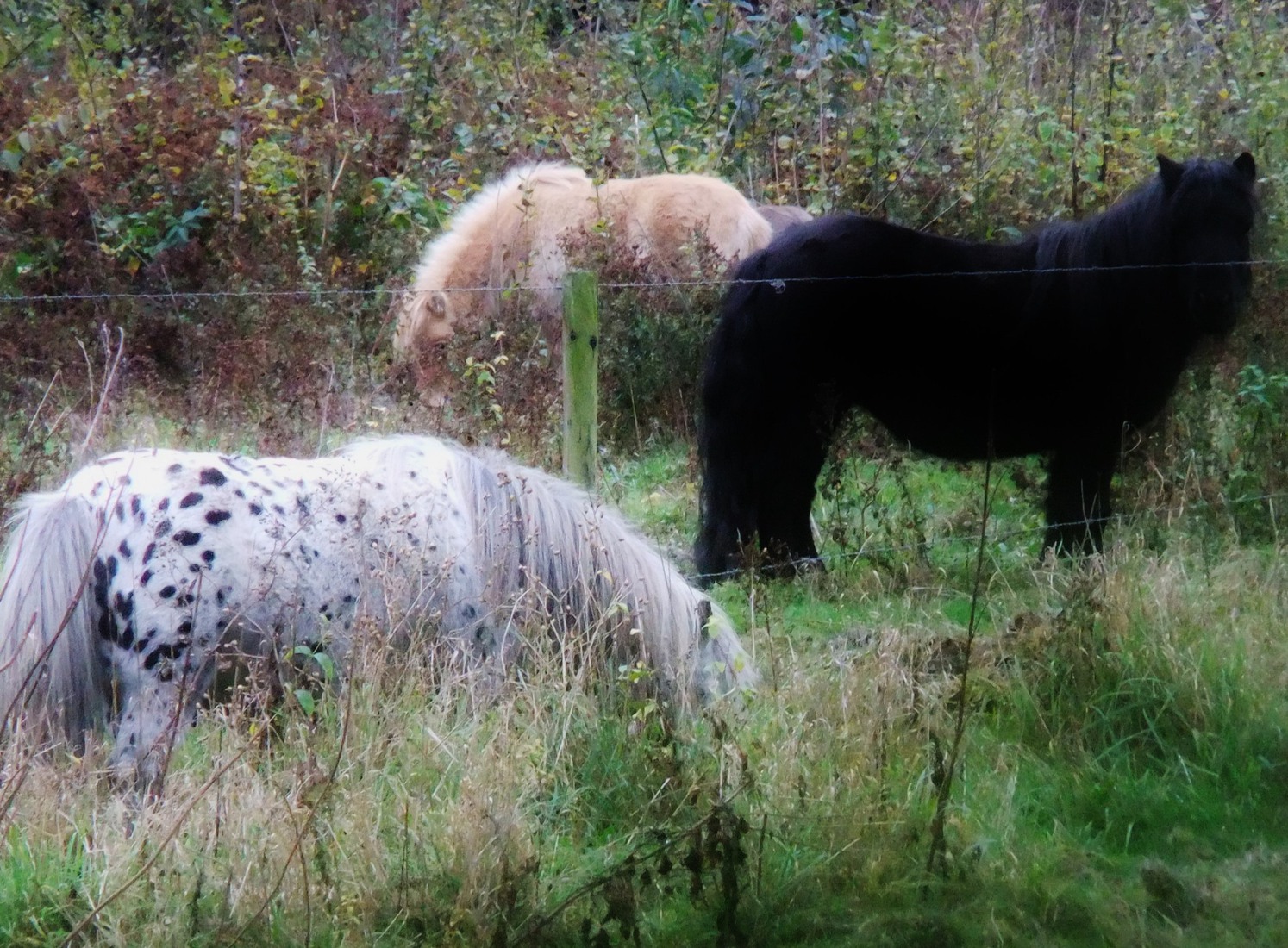 Herfst in Limburg 17