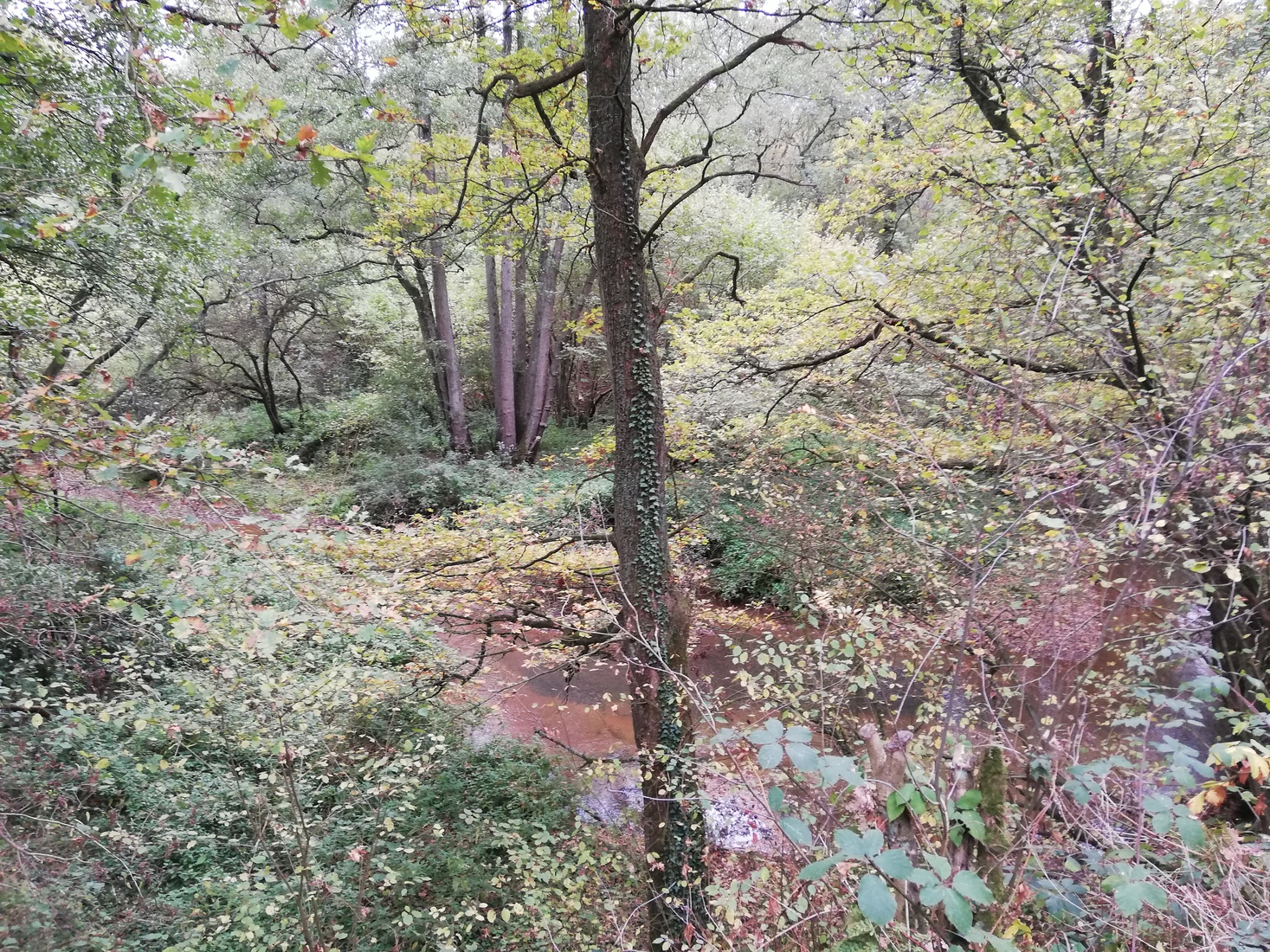 Herfst in Limburg 11