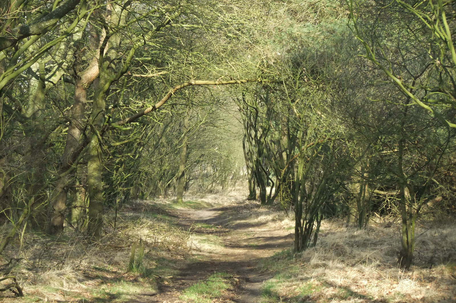 Winter in Drenthe 21