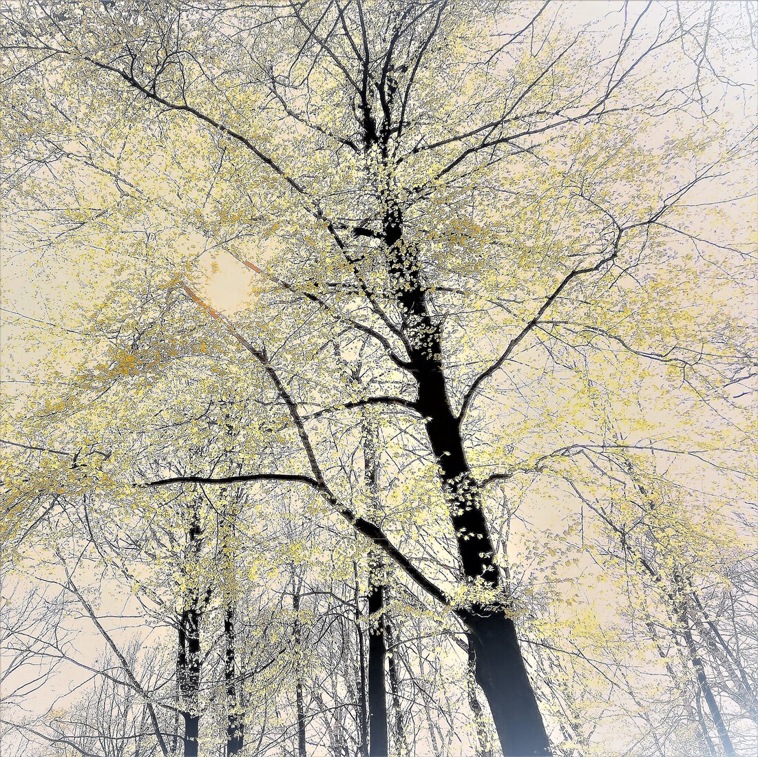 Photodrawings Squares 3