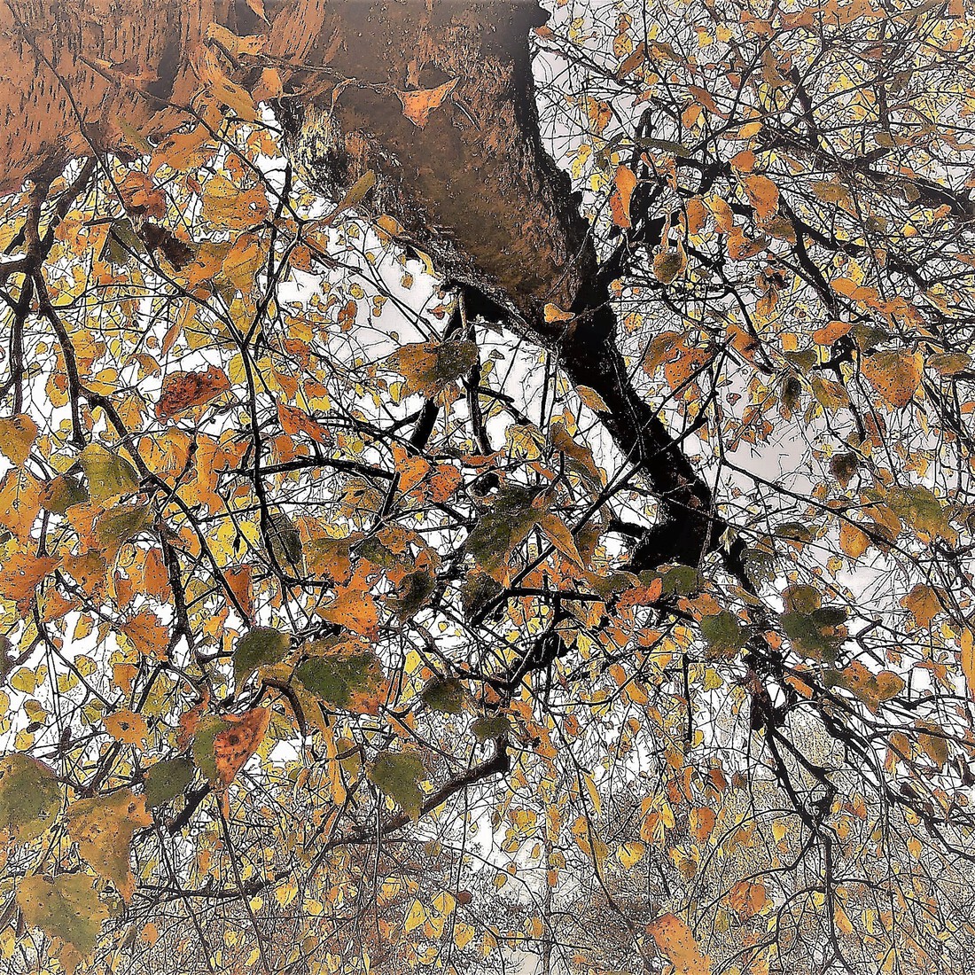 Photodrawings Squares 2