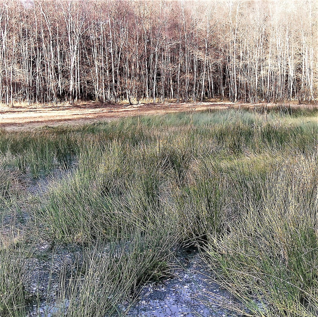 Photodrawings Squares 30