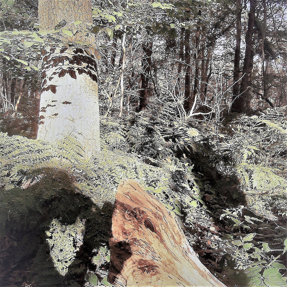 Photodrawings Squares 29