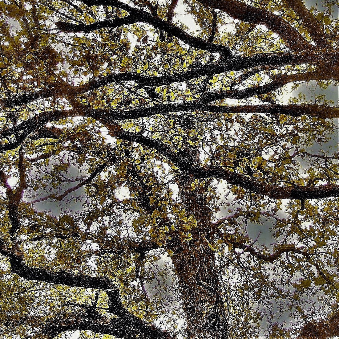 Photodrawings Squares 24