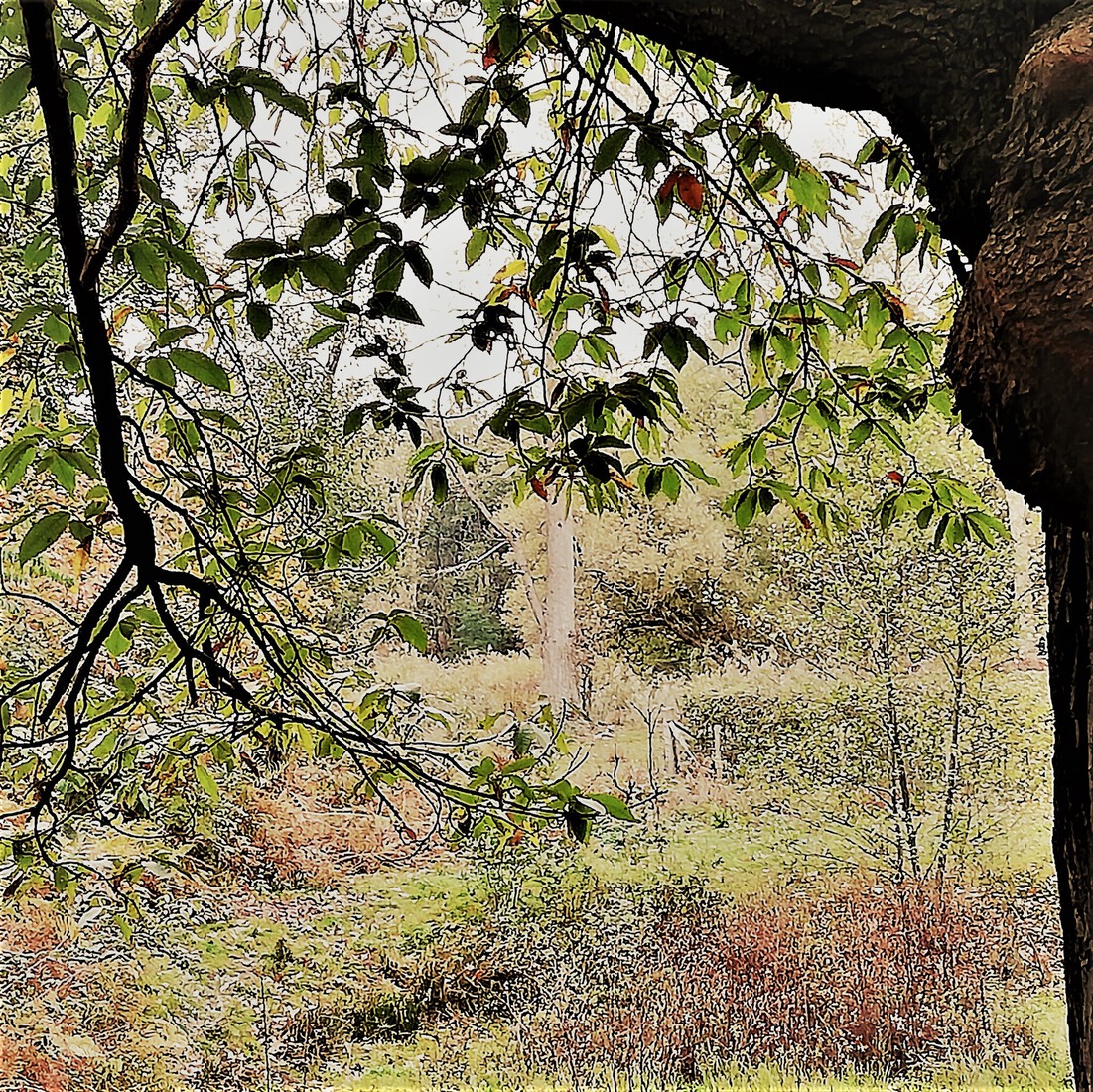 Photodrawings Squares 21