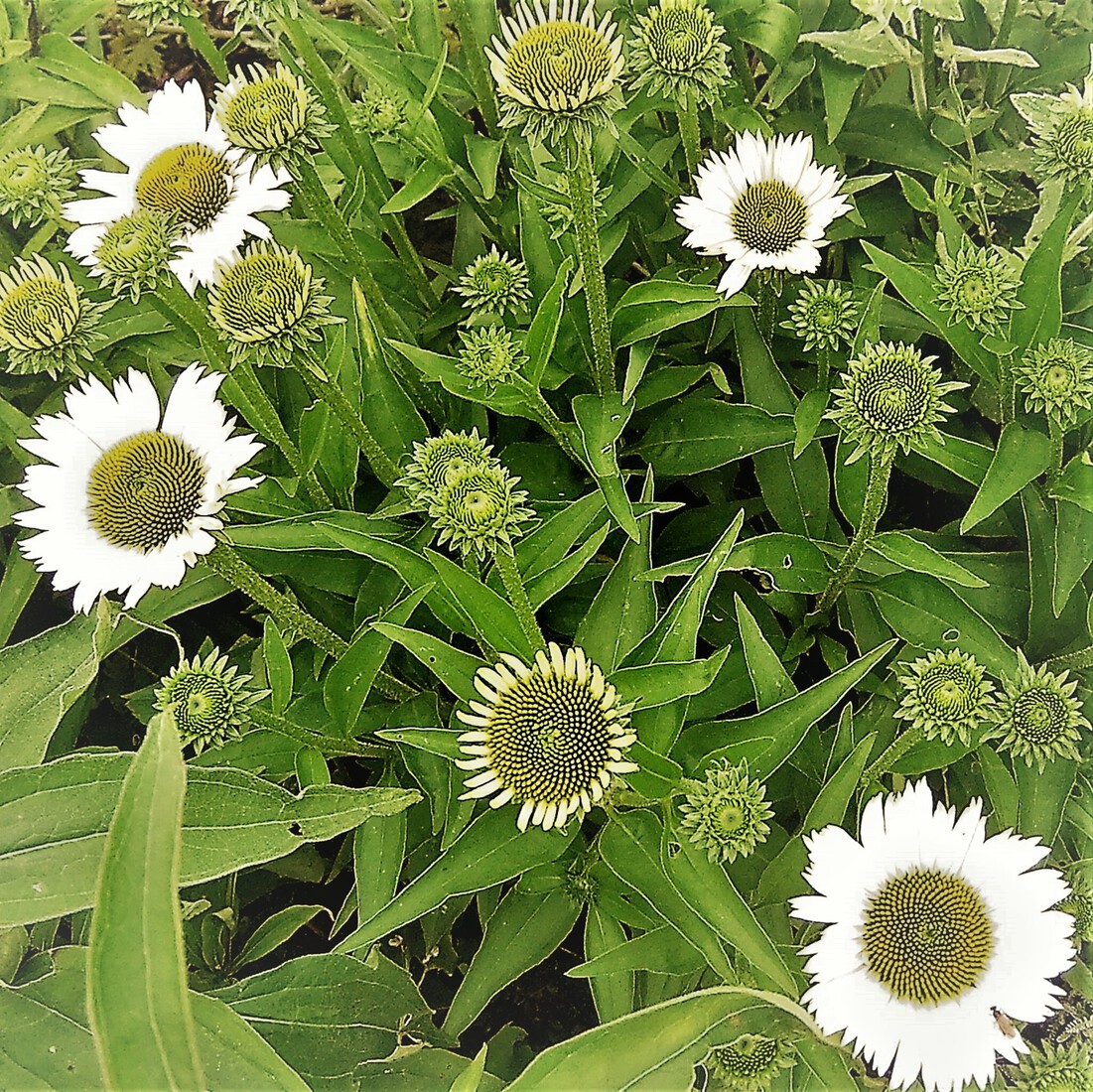 Photodrawings Squares 19