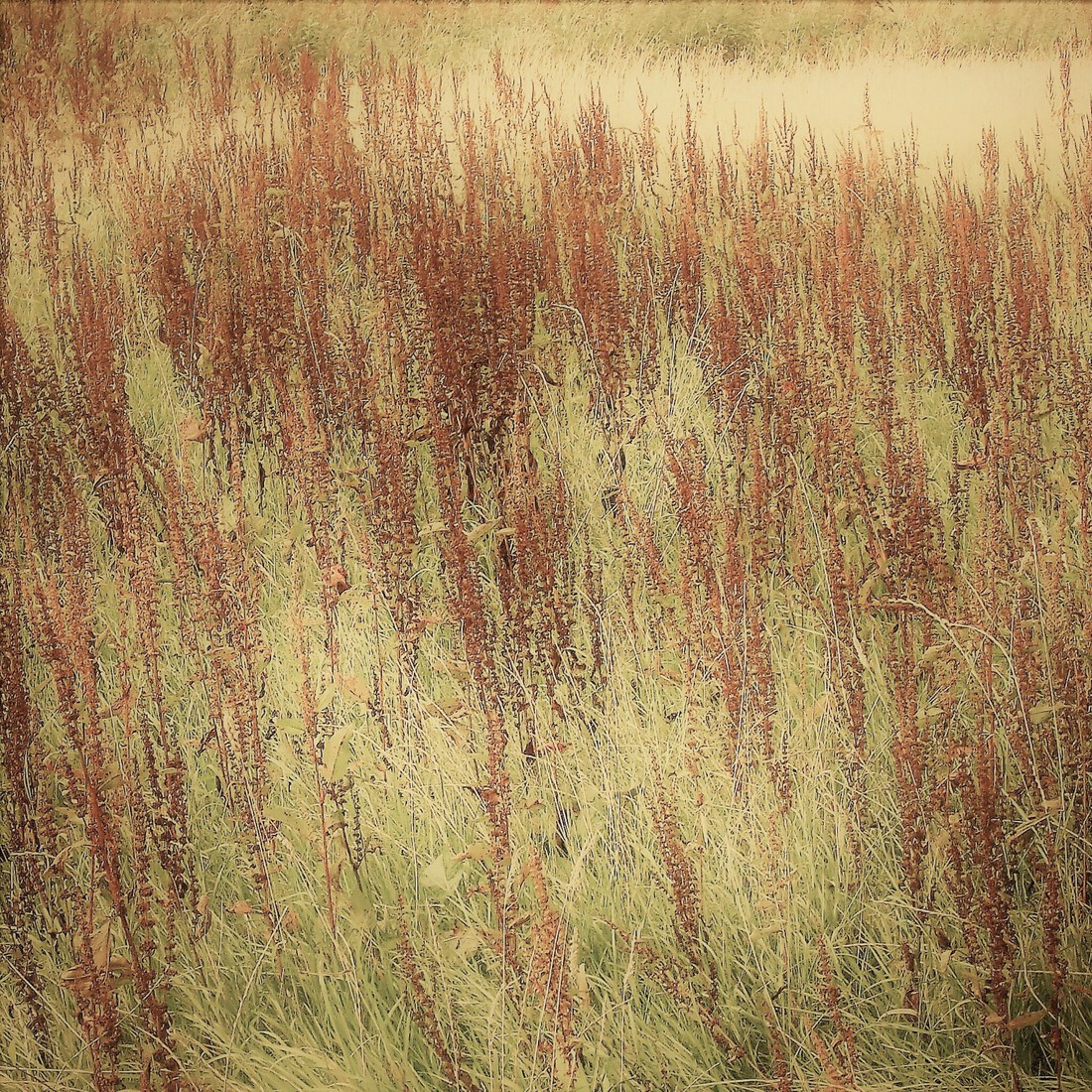 Photodrawings Squares 16