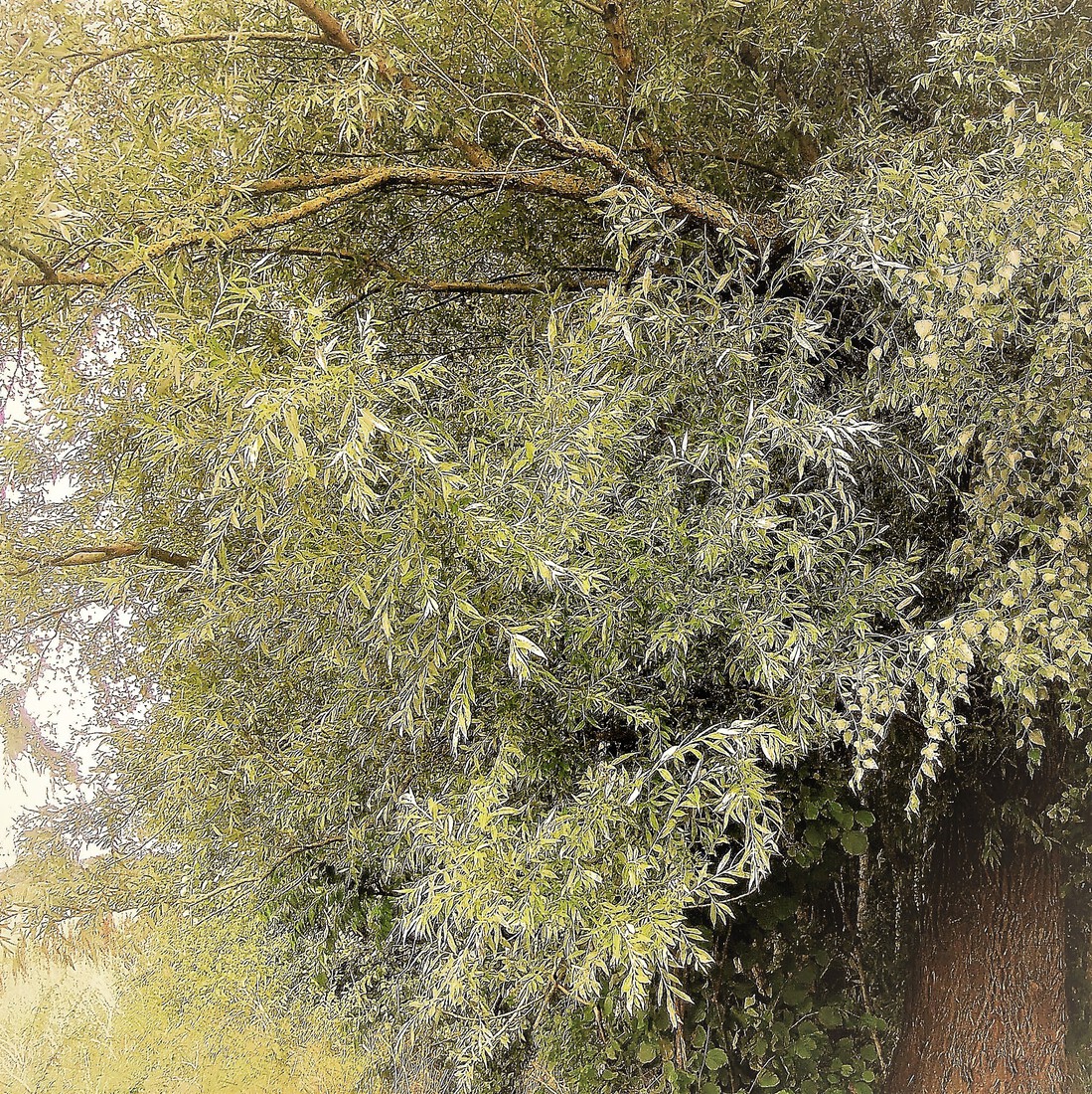 Photodrawings Squares 15