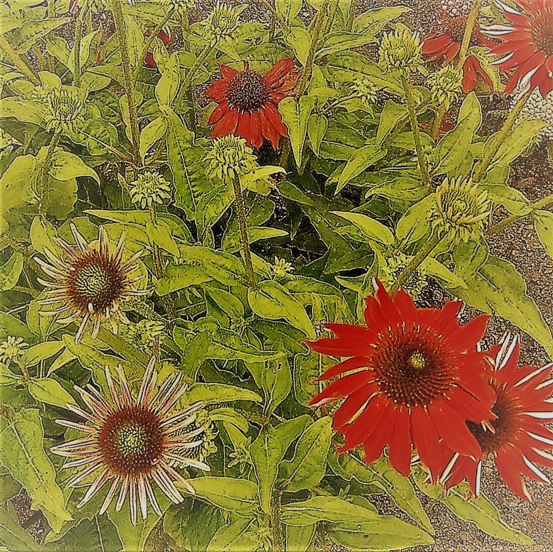 Photodrawings Squares 12