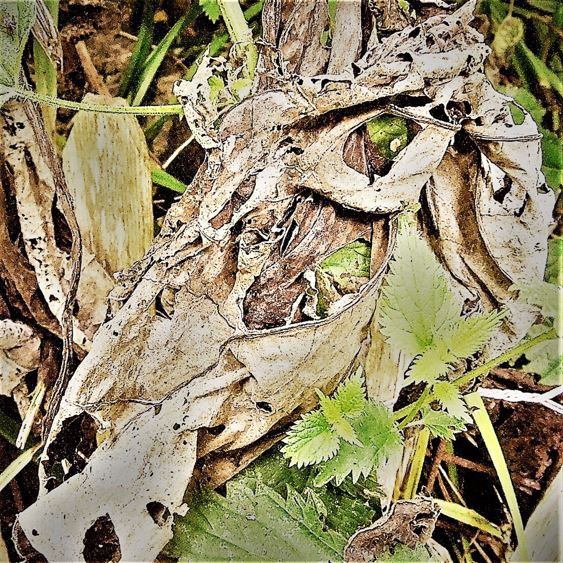 Photodrawings Squares 10