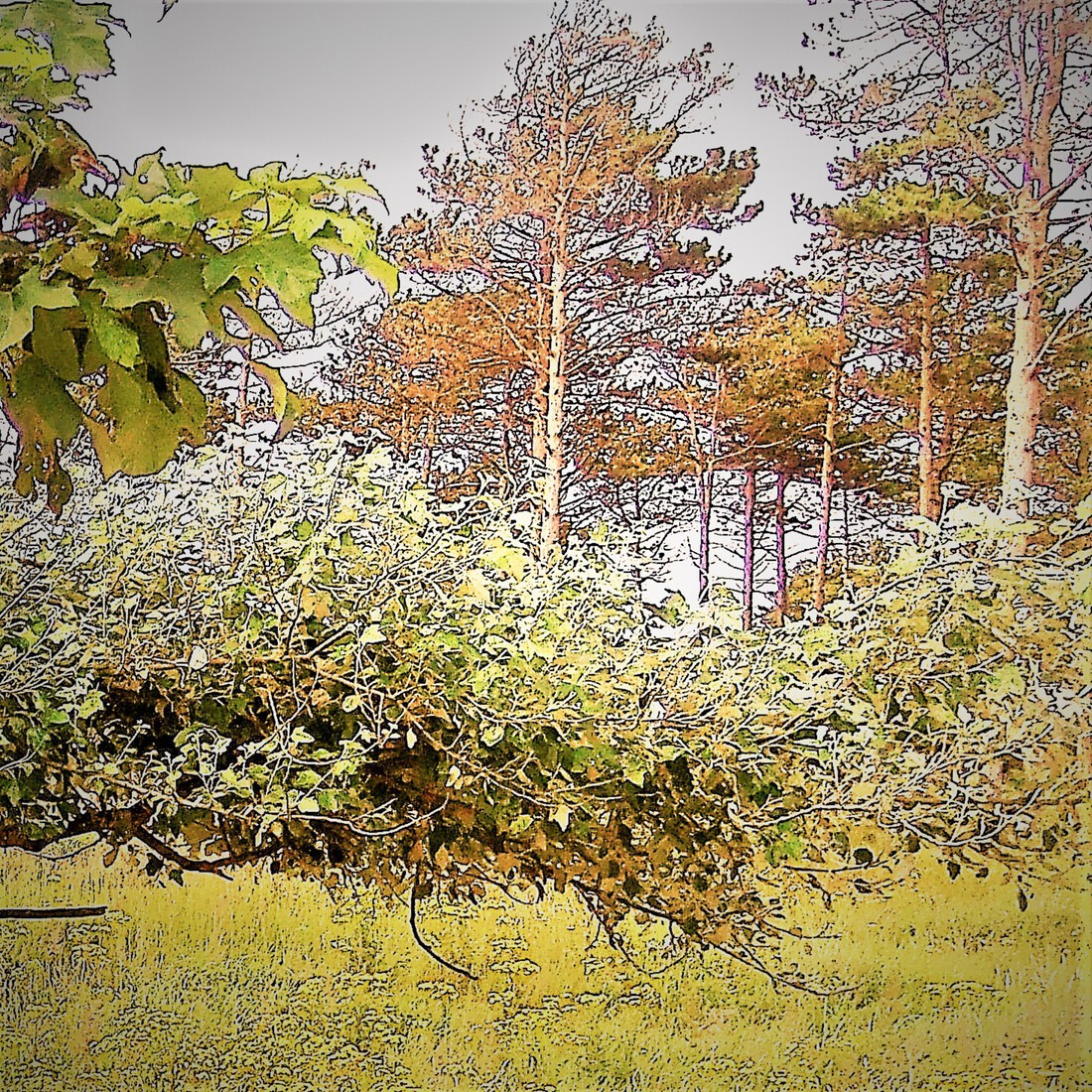 Photodrawings Squares 8