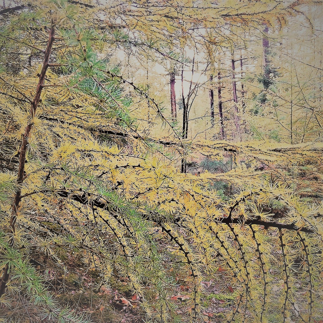 Photodrawings Squares 6