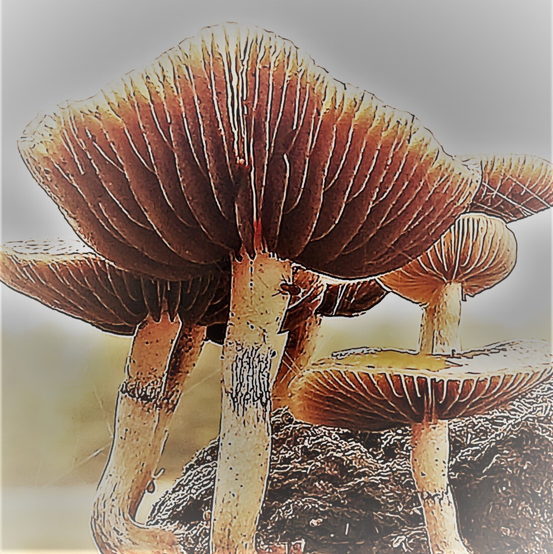 Photodrawings Squares 5