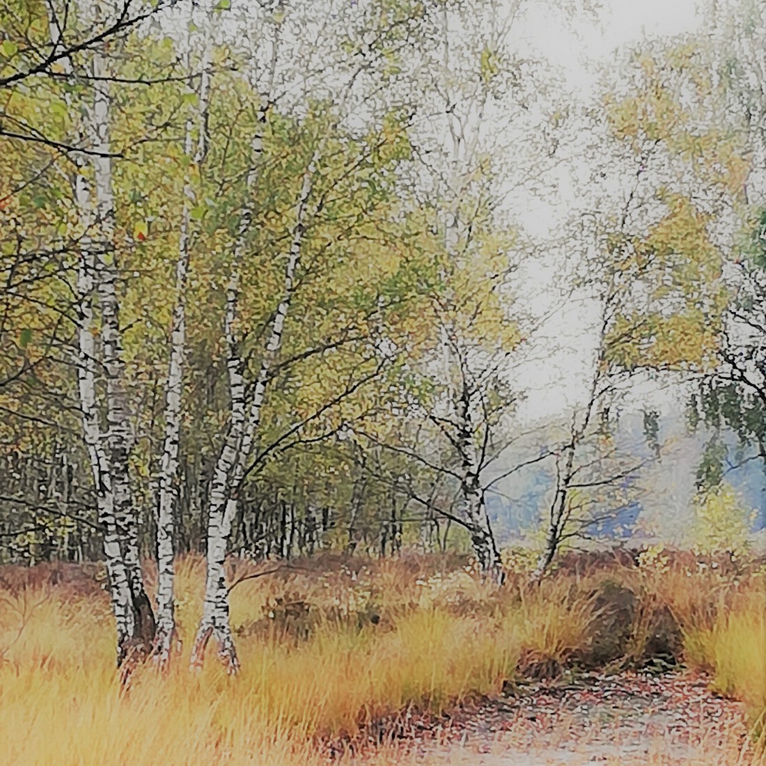 Photodrawings Squares 4