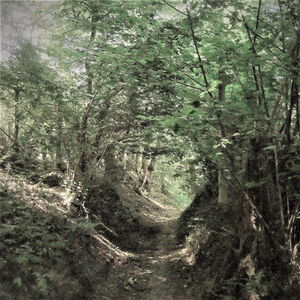 Deze foto's zijn gemaakt tijdens wandelingen in de buurt van Bommerig (Zuid-Limburg) en op verschillende plekken in Sauerland (Duitsland) in 2022
