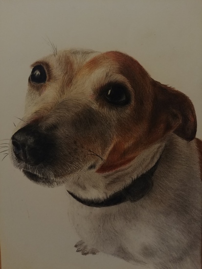 Jack Russell tekening