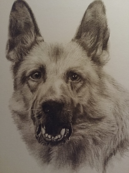 Duitse herder in Houtskool