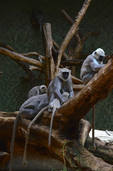 Hanuman langoeren, Zoo Berlin