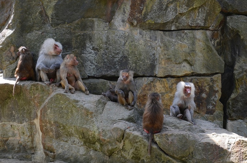 Bavianen, Zoo Berlin