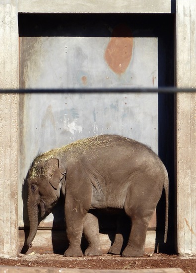 'Framed' (olifantenkalf, Artis)