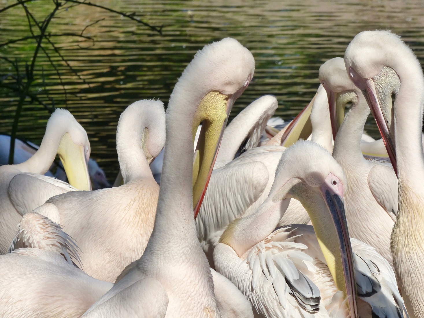 Pelikanen ochtendtoilet