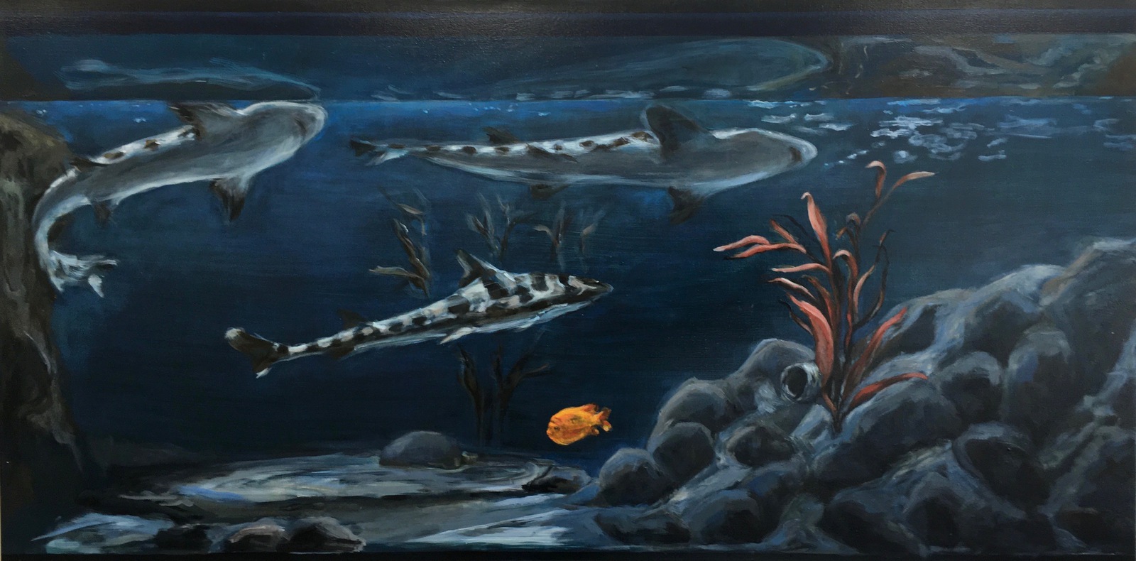 De Garibaldi en de Haaien