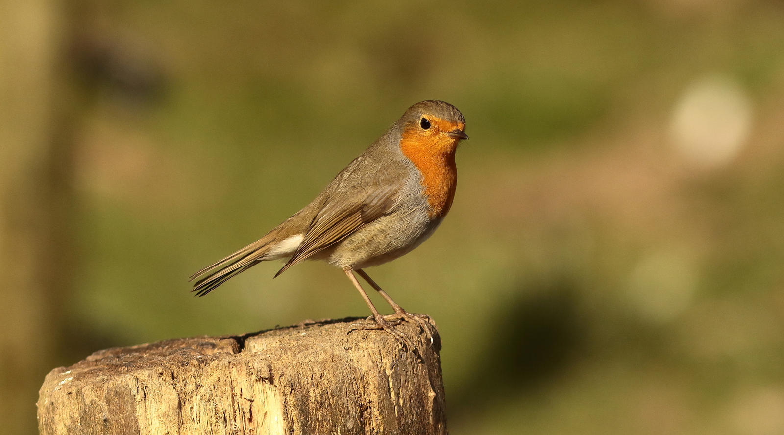 Roodborst vrouw