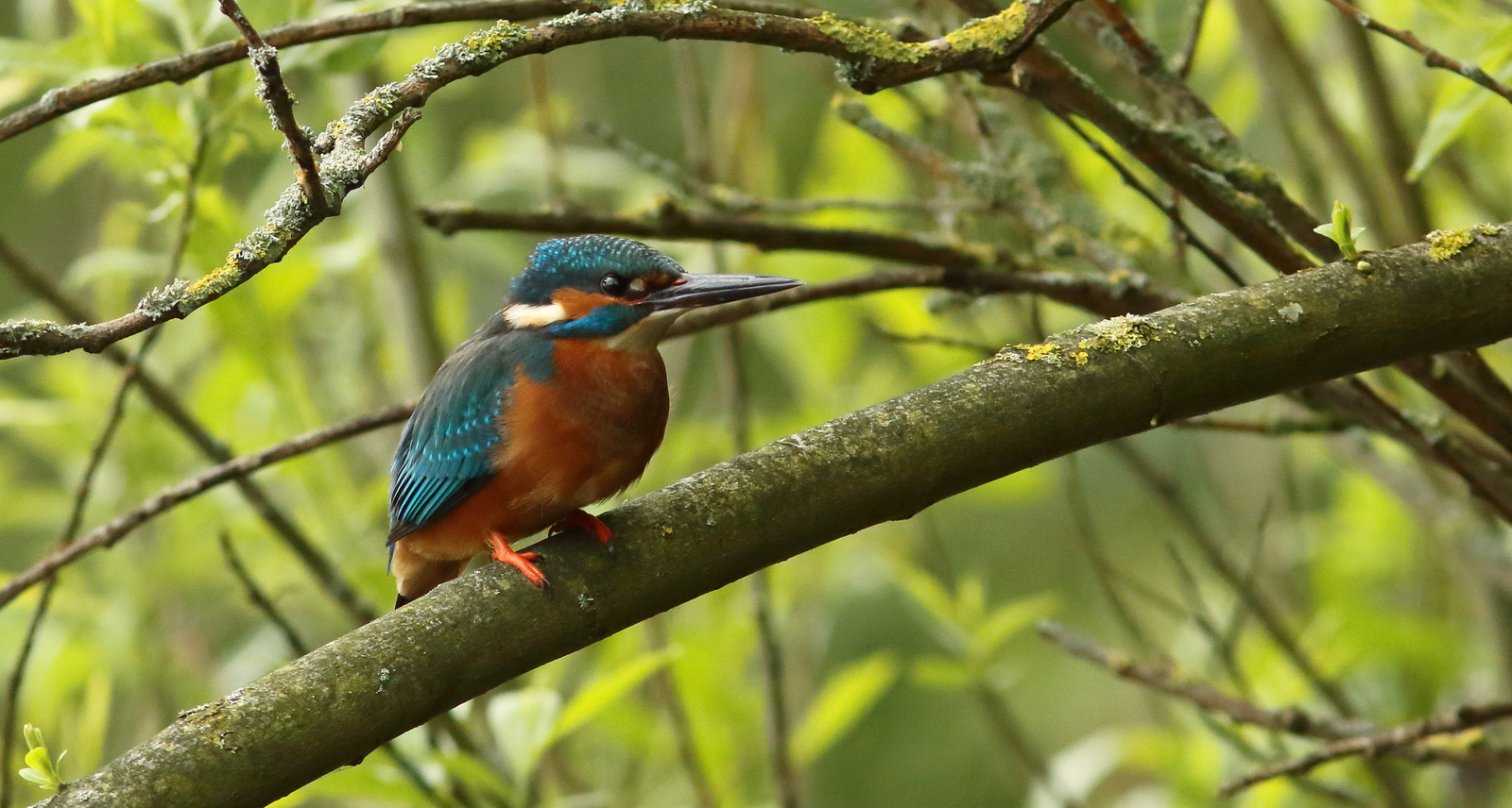 ijsvogel