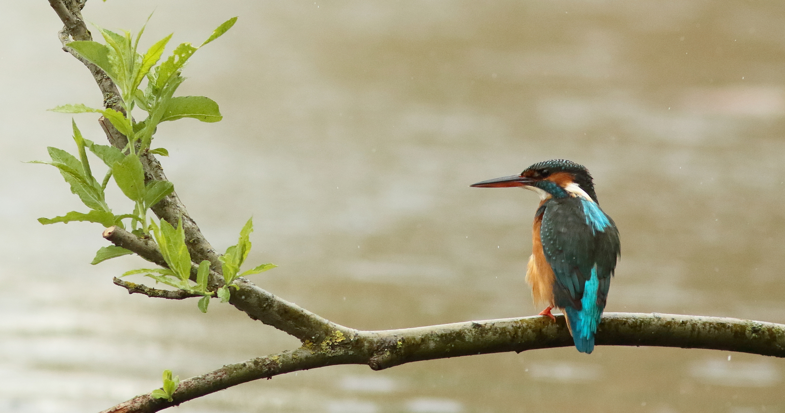 ijsvogel